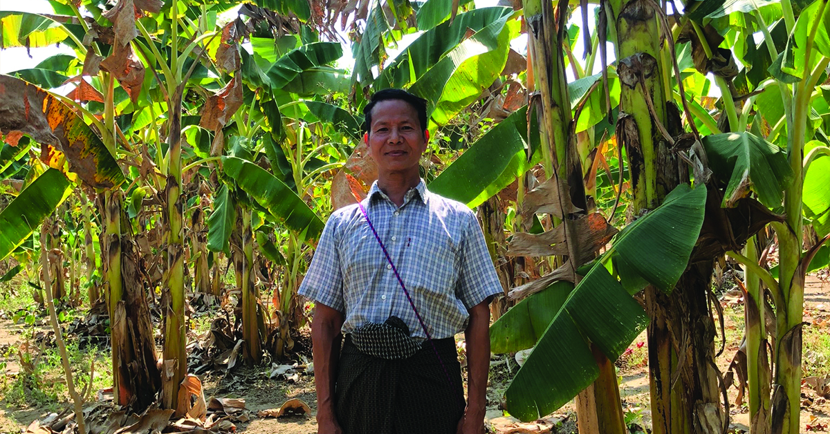 A Myanmar man in front of his banana plant garden.